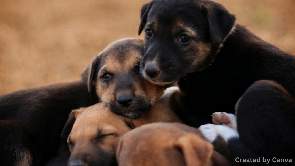 Bans on Certain Breeds and Breeds in Certain Areas