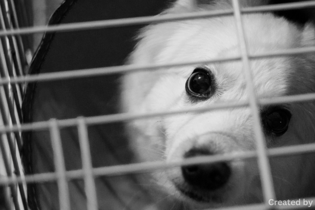 Nevada Laws on Pet Ownership & Breed Restrictions