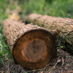 Nevada Laws on Tree Removal & Yard Modifications